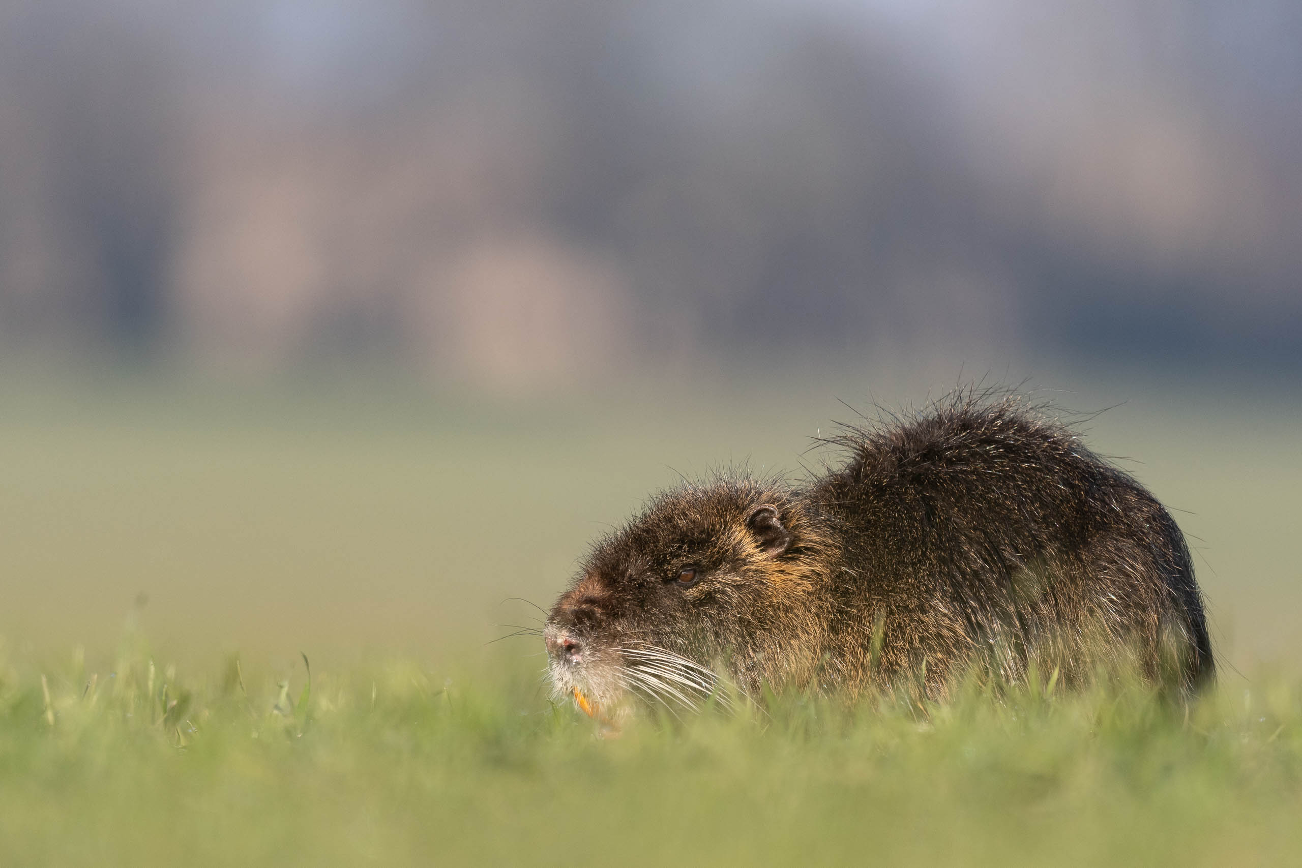 nutria riečna