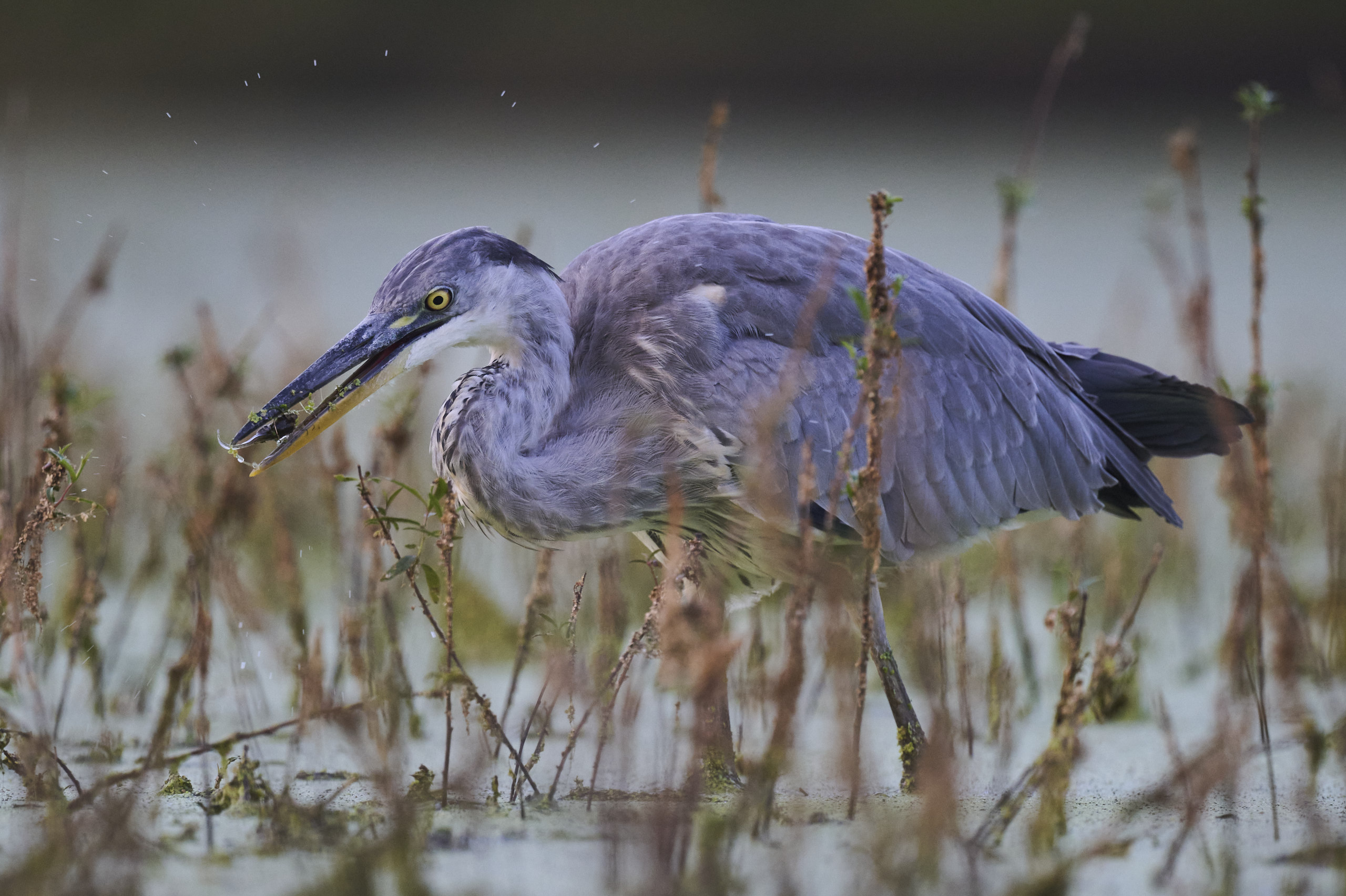 volavka popolavá